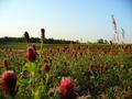 Randle Farms, LLC